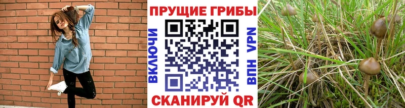 Галлюциногенные грибы Psilocybe  Ртищево 